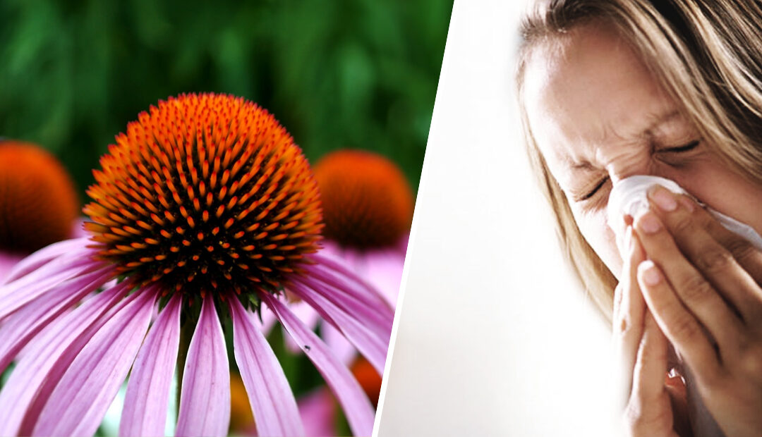 El uso de la Echinacea en la prevención de Gripes y Alergias